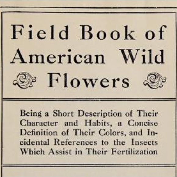 ‘Mimulus ringens’ (Monkey Flower) Antique Color Lithograph Print - Picture 4 of 5